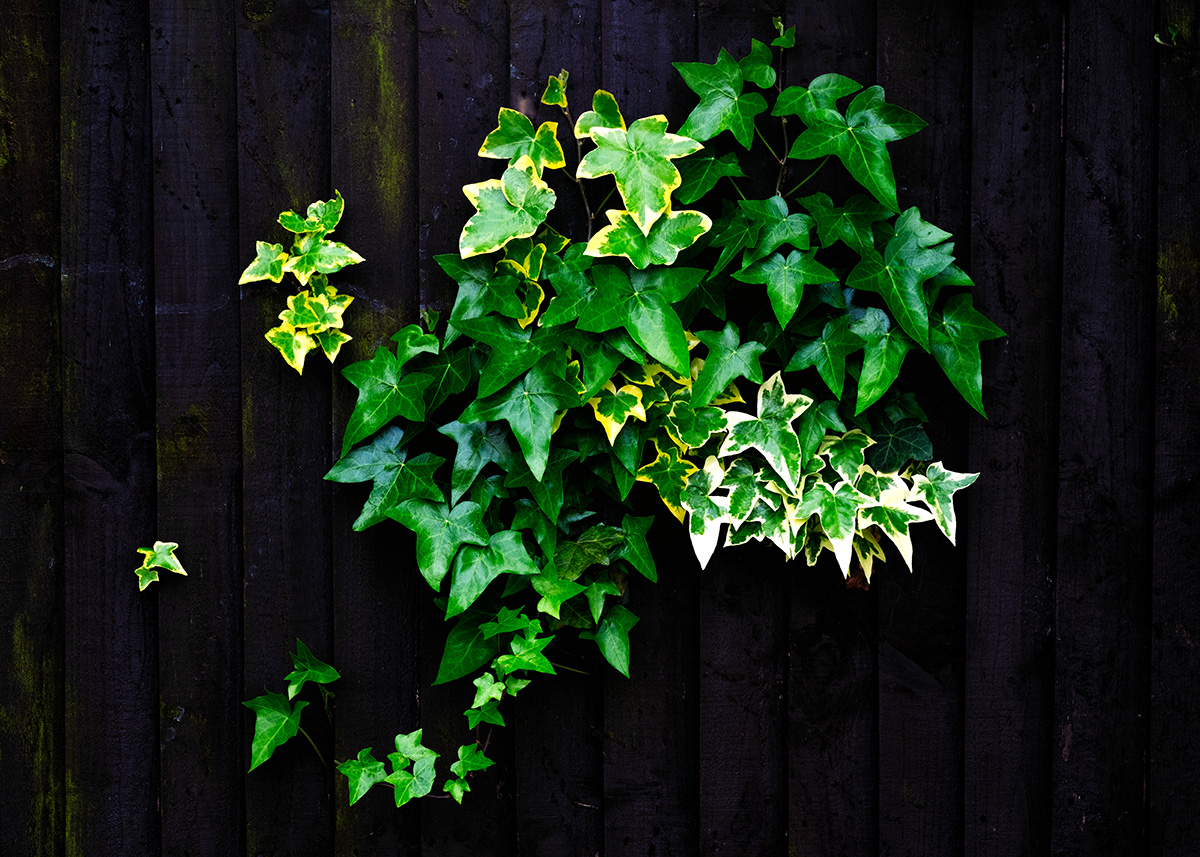 Photographer portrait